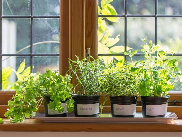 It’s easy to start a herb garden on your windowsill