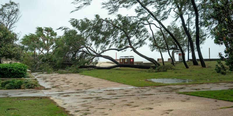 Cyclone Alfred recovery