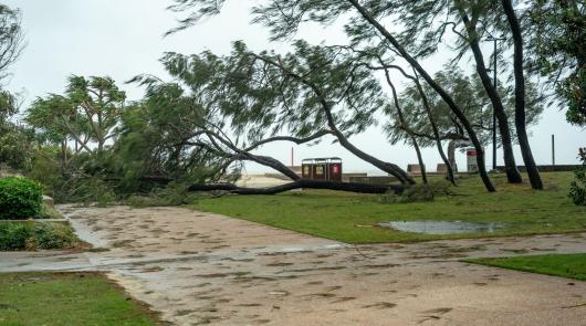 Cyclone Alfred recovery